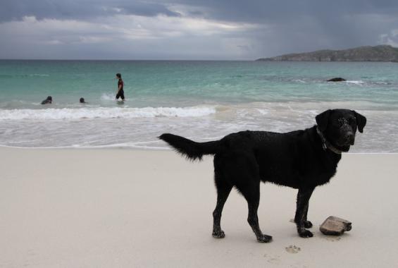 Dogs welcome at Cathair Dhubh Estate
